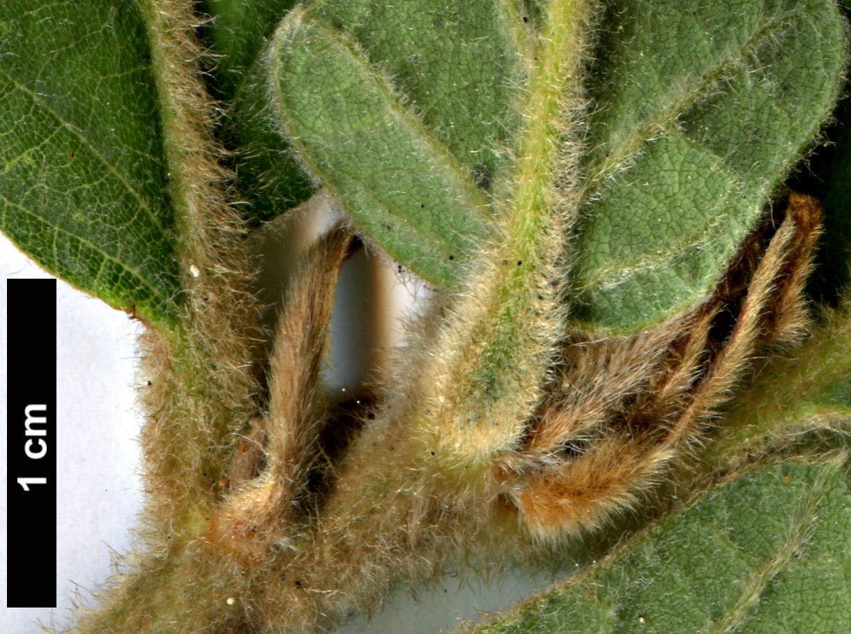 High resolution image: Family: Fagaceae - Genus: Quercus - Taxon: aliena × dentata subsp. yunnanensis